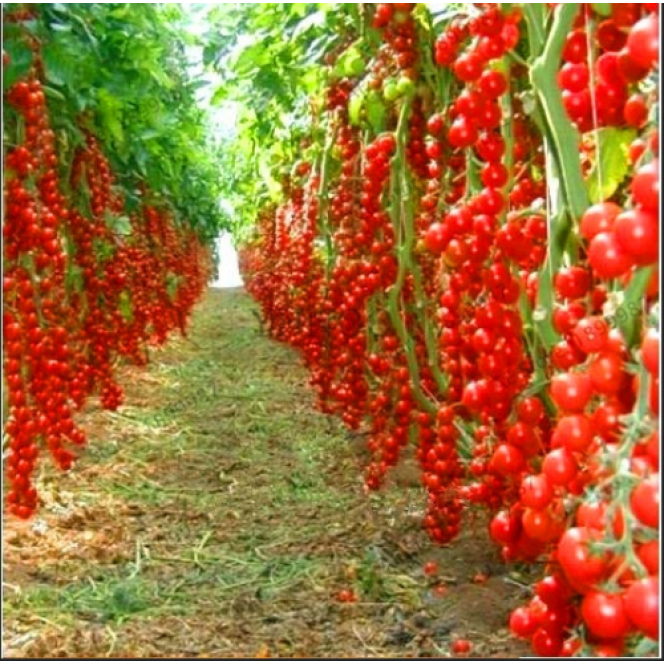 100 PCS Seeds Bonsai Tomato Plants Potted Bonsai Fruit Vegetable Home Garden NEW