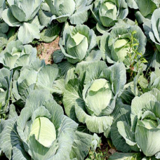 100 Pcs Cabbage