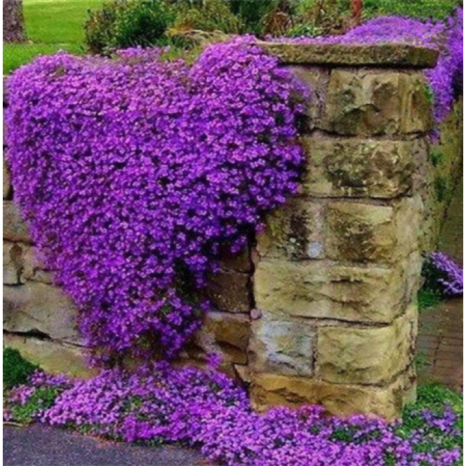 100/Rock Cress,Aubrieta Cascade Purple FLOWER ,Deer Resistant Superb perennial ground cover,flower/home garden