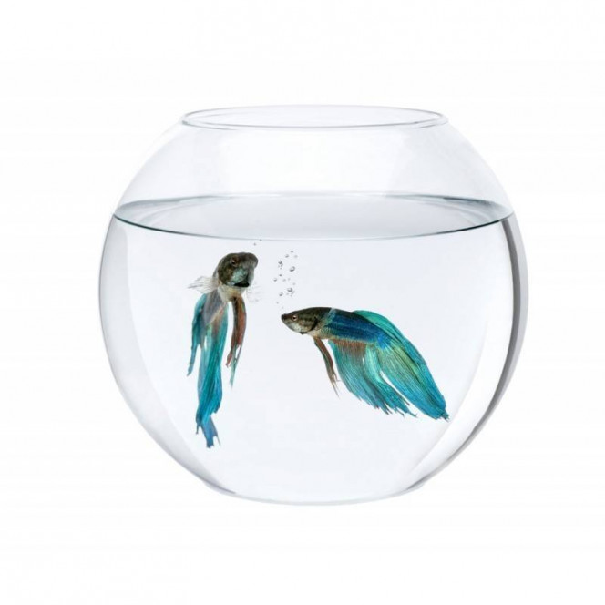 Aquarium sphere (3 l) glass