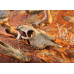 Exo Terra (Ekzo Terra) Buffalo Skull - Scenery shelter Skull of a bull