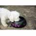 Kiwi Walker (Kiwi Voker) Black Bowl - Misk plastic for dogs