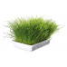 Trixie (Trixie) Soft Grass - A grass for kittens and adult cats