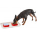 Ferplast of GLAM TRAY - A plastic tray with bowls for cats and dogs