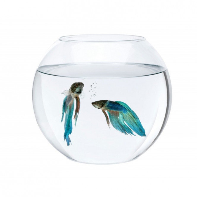 Aquarium sphere (0.7 l) glass