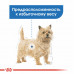 Royal Canin Light Weight Care Loaf - Tinned dog food of the different sizes predisposed to excess weight (paste)