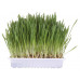 Trixie (Trixie) Cat Grass - A grass for adult cats