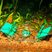 JBL (GBL) LimCollect - An aquarian trap for snails without chemicals