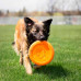 West Paw (Vest Pau) Zisc Flying Disc - A frisbee toy for dogs