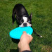 West Paw (Vest Pau) Zisc Flying Disc - A frisbee toy for dogs