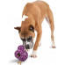 PetSafe Barnacle - A superstrong toy - treats for dogs