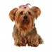 Trixie Dog Hair Bows Dog Bow